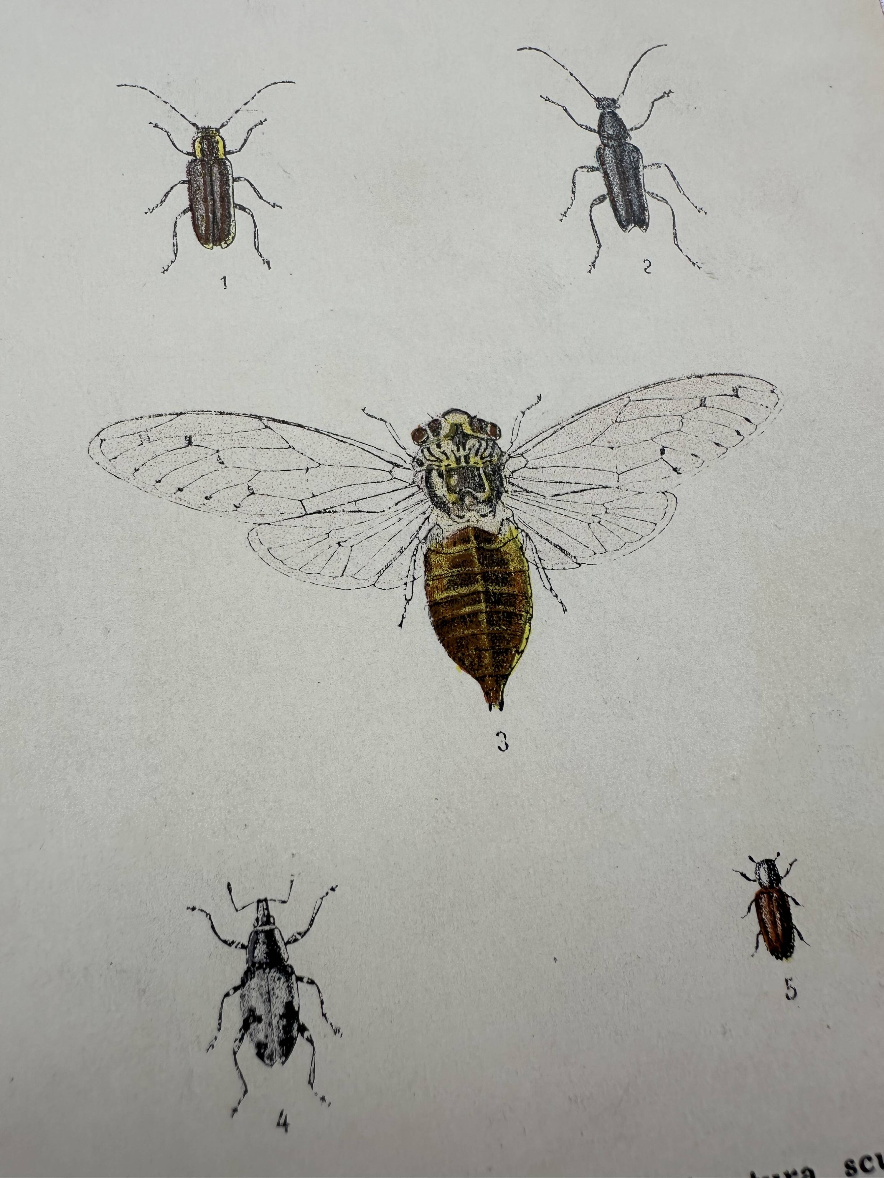Vintage butterfly insect engraving