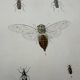 Vintage butterfly insect engraving