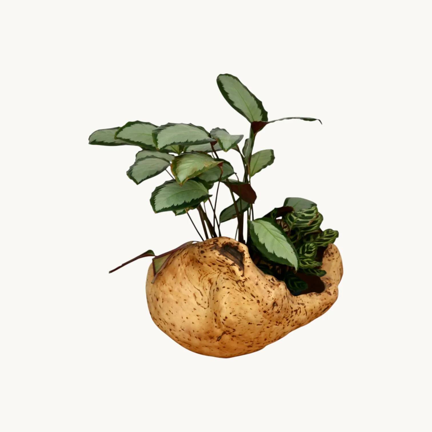 An elm magnifying glass, Sweden 1970s.