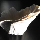 Empty pocket shell