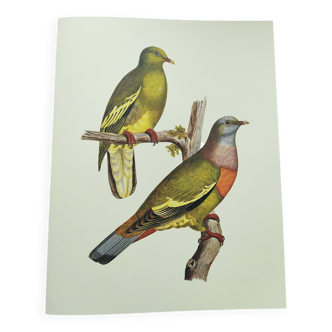 Old plate - Colombar girouanne - Vintage zoological and ornithological illustration from 1970