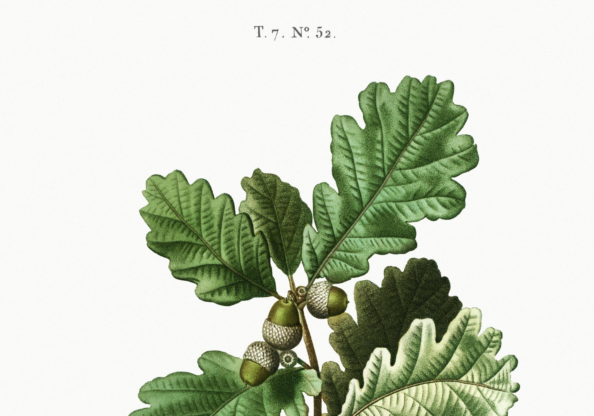 Affiche sur le Chêne (2), d'après une gravure de 1802