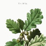 Poster on the Oak (2), after an engraving from 1802