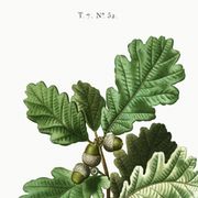 Affiche sur le Chêne (2), d'après une gravure de 1802