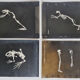 Cabinet of Curiosity, set of four anatomy photographs