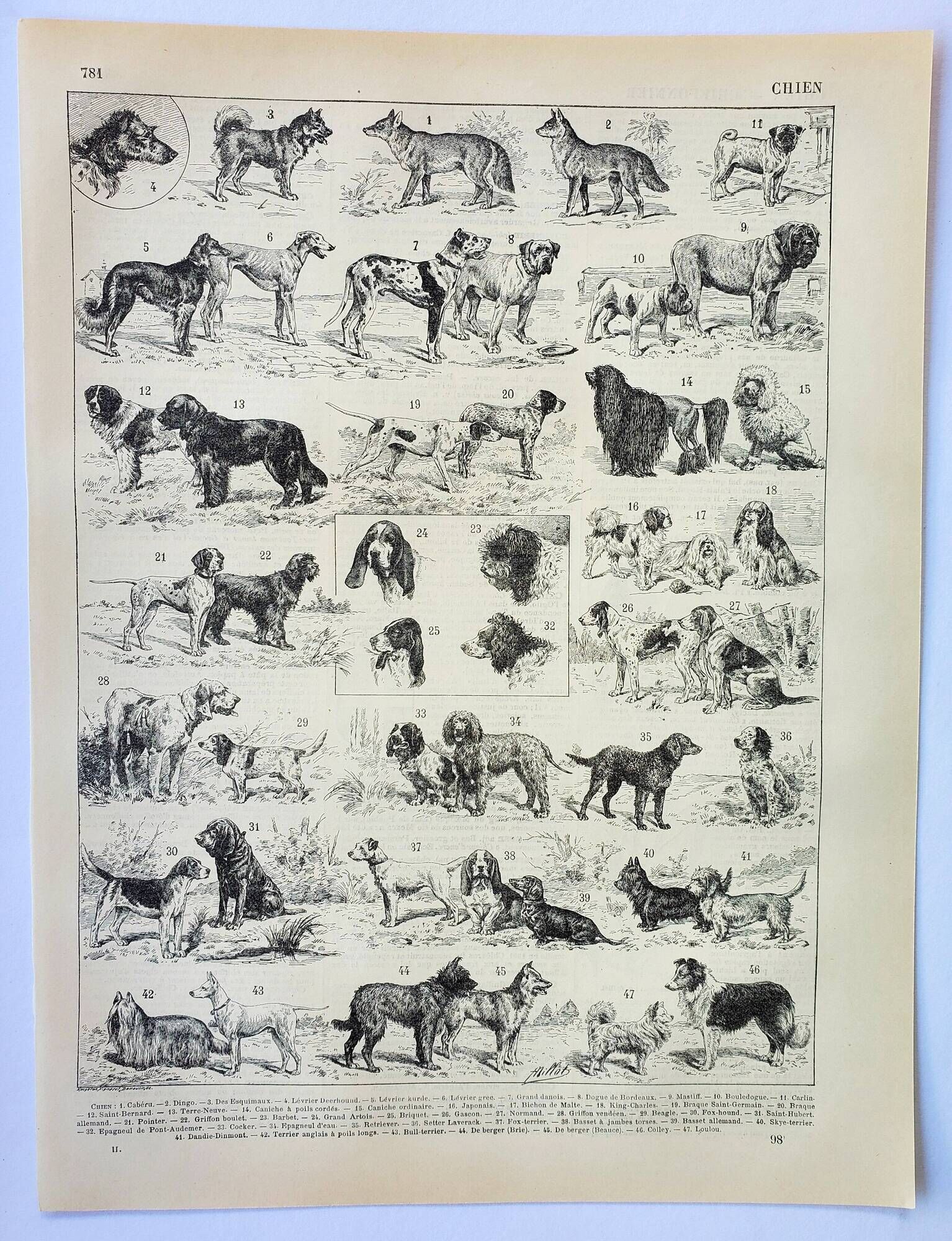 Old engraving 1898, Breed of dog, shepherd • Original and vintage lithograph