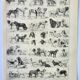 Old engraving 1898, Breed of dog, shepherd • Original and vintage lithograph