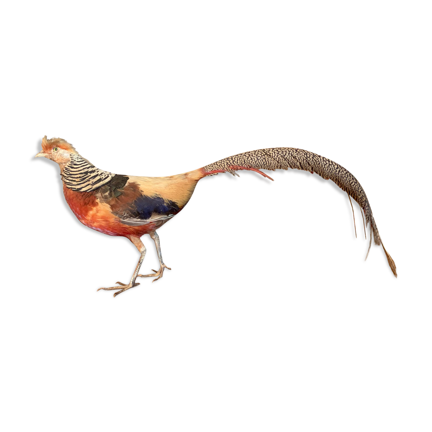 Naturalized golden pheasant taxidermy