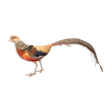 Naturalized golden pheasant taxidermy
