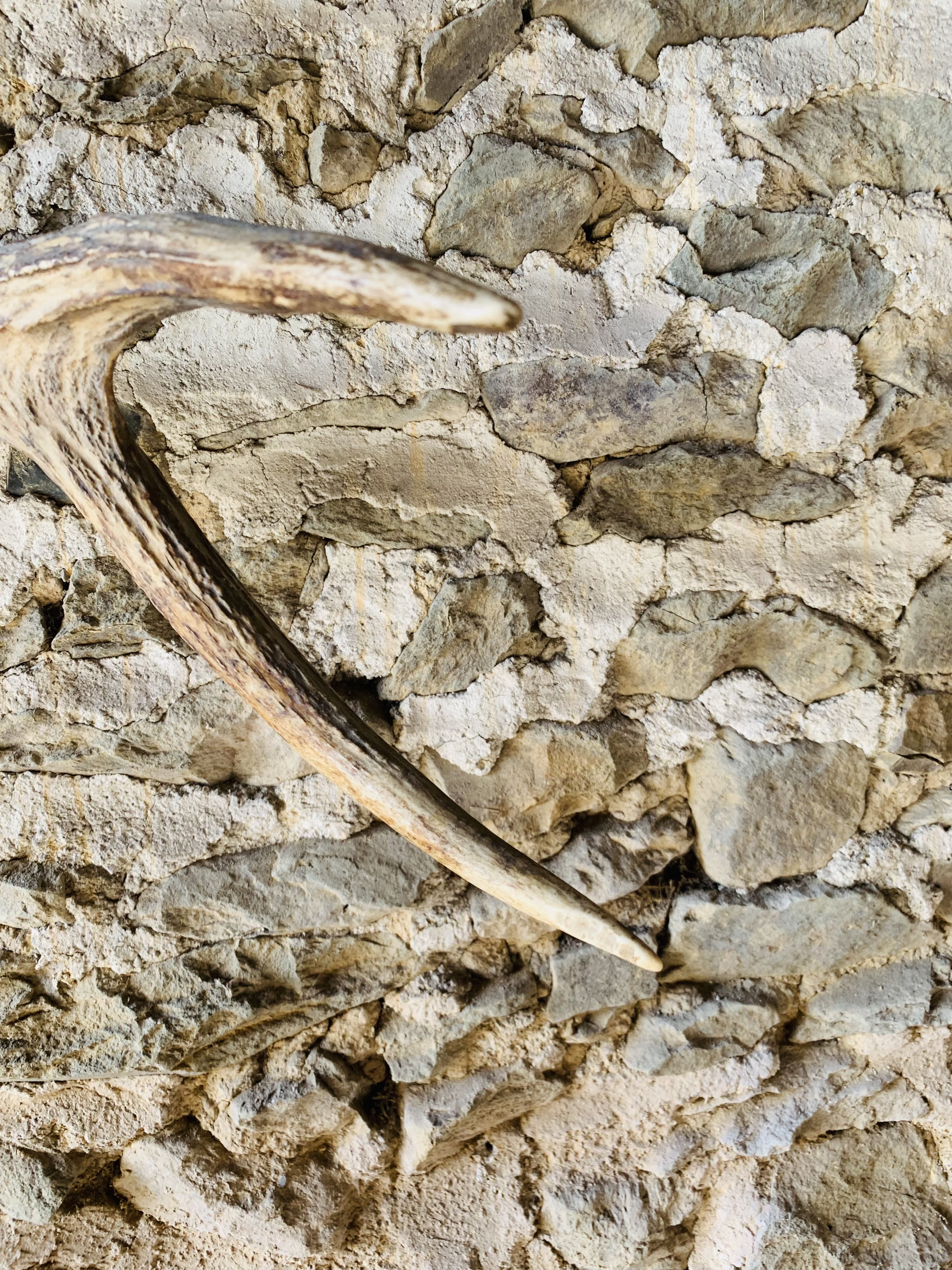 Deer antler coat rack 3 hooks