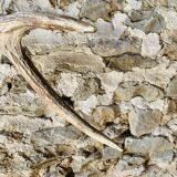 Deer antler coat rack 3 hooks