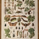 Lithograph on insect enemies of the vine (Viticulture Vinification Oenology) - 1910