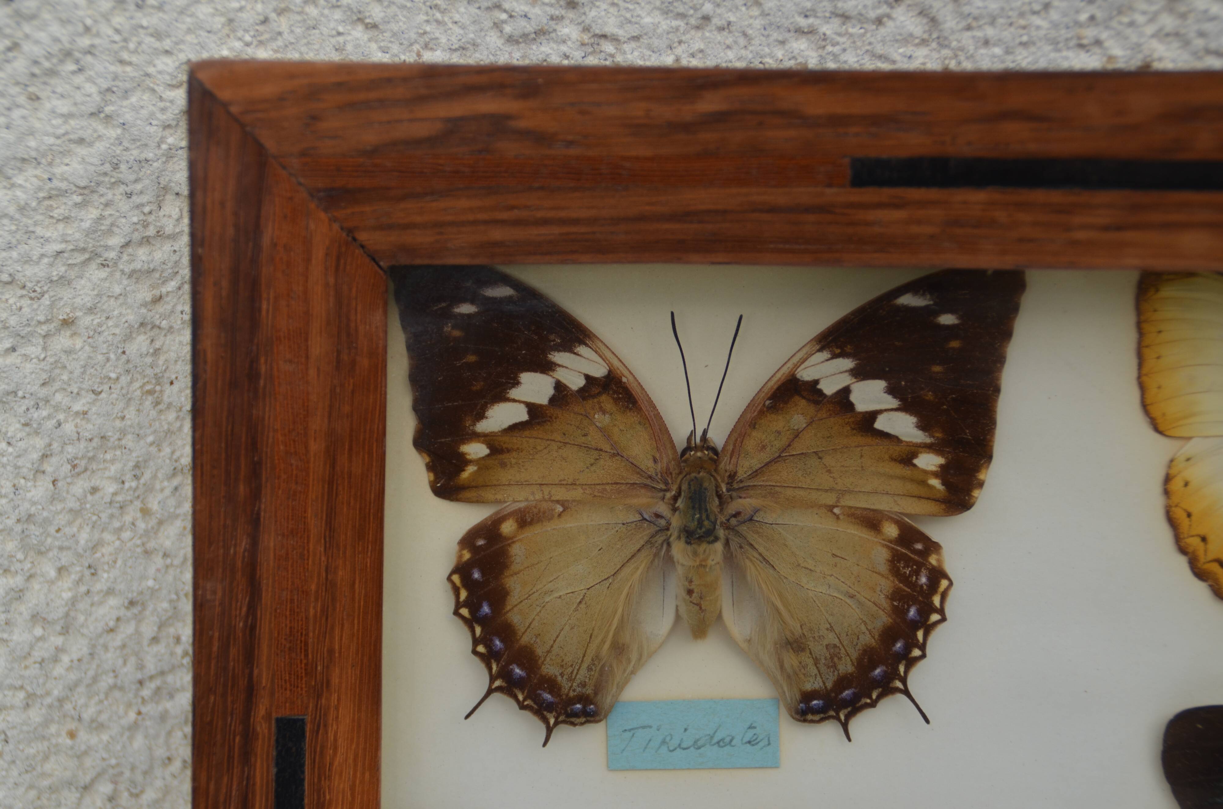 Table mounted butterflies