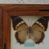 Table mounted butterflies