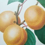 Planche illustrée originale abricot-pêche