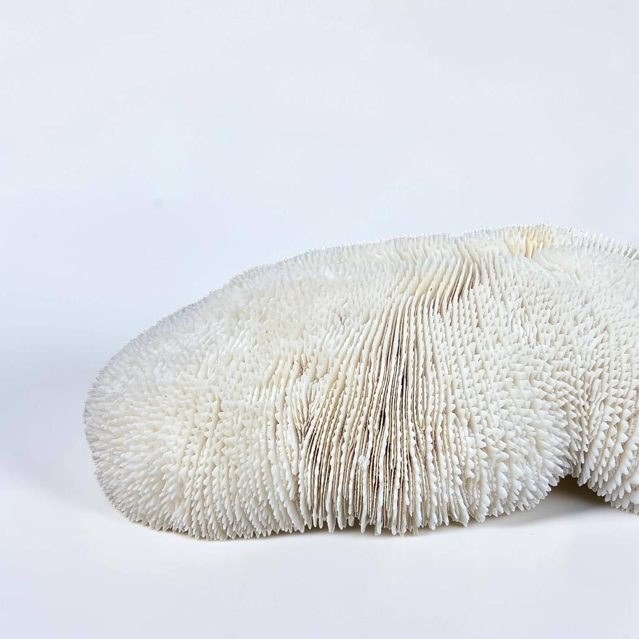 Grand corail blanc ancien à lamelles  coussin de requin 31 cm