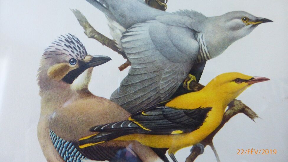 Birds collection No.13 Hepatior