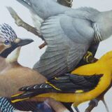 Birds collection No.13 Hepatior