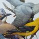 Birds collection No.13 Hepatior