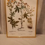 Framed botanical boards, under glass, gilded frame