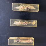 knife holder in resin and shells from the 70s