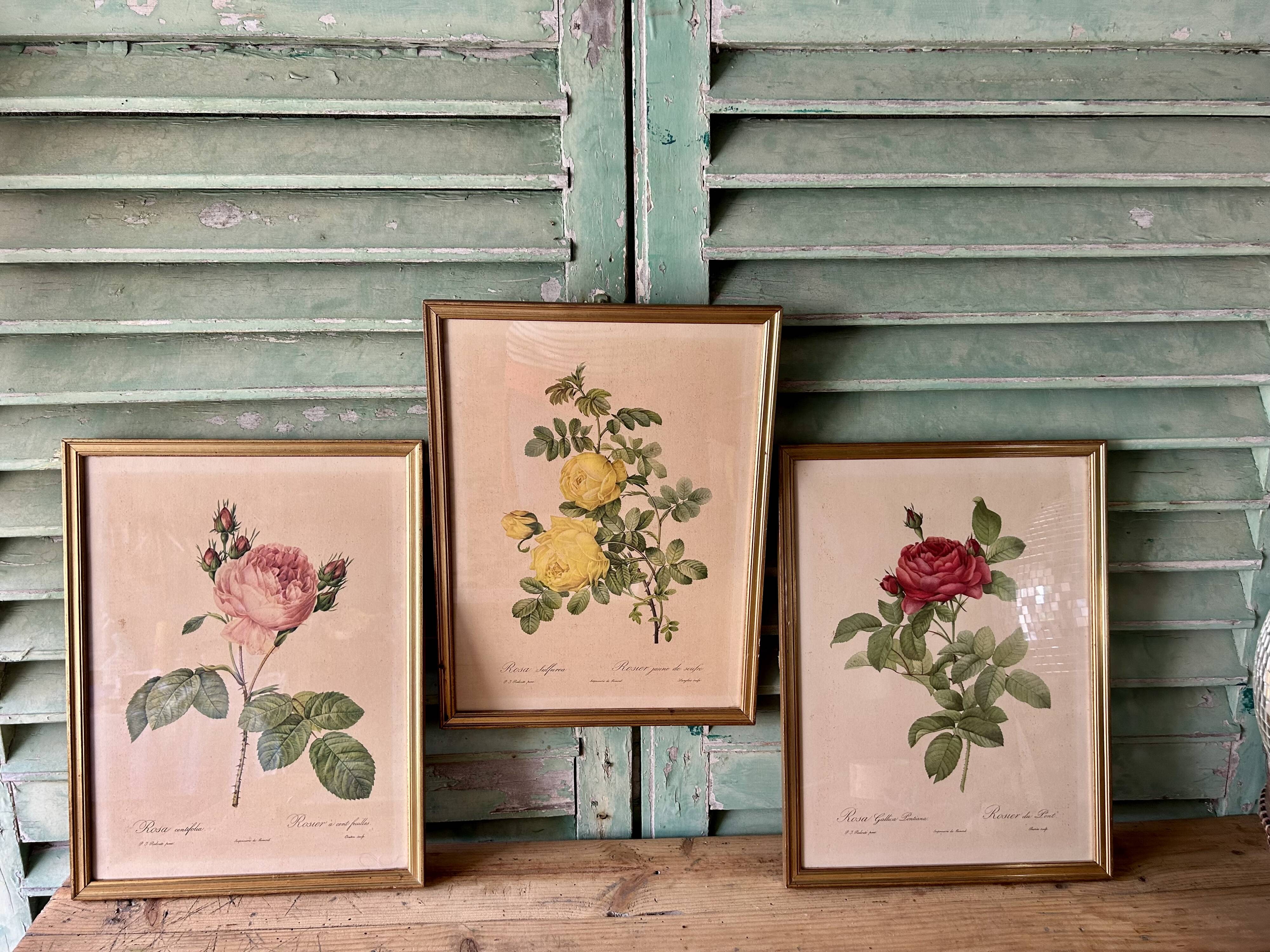 Set of 3 old botanical engravings – after Redouté – Roses, reissue