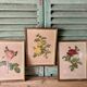 Set of 3 old botanical engravings – after Redouté – Roses, reissue