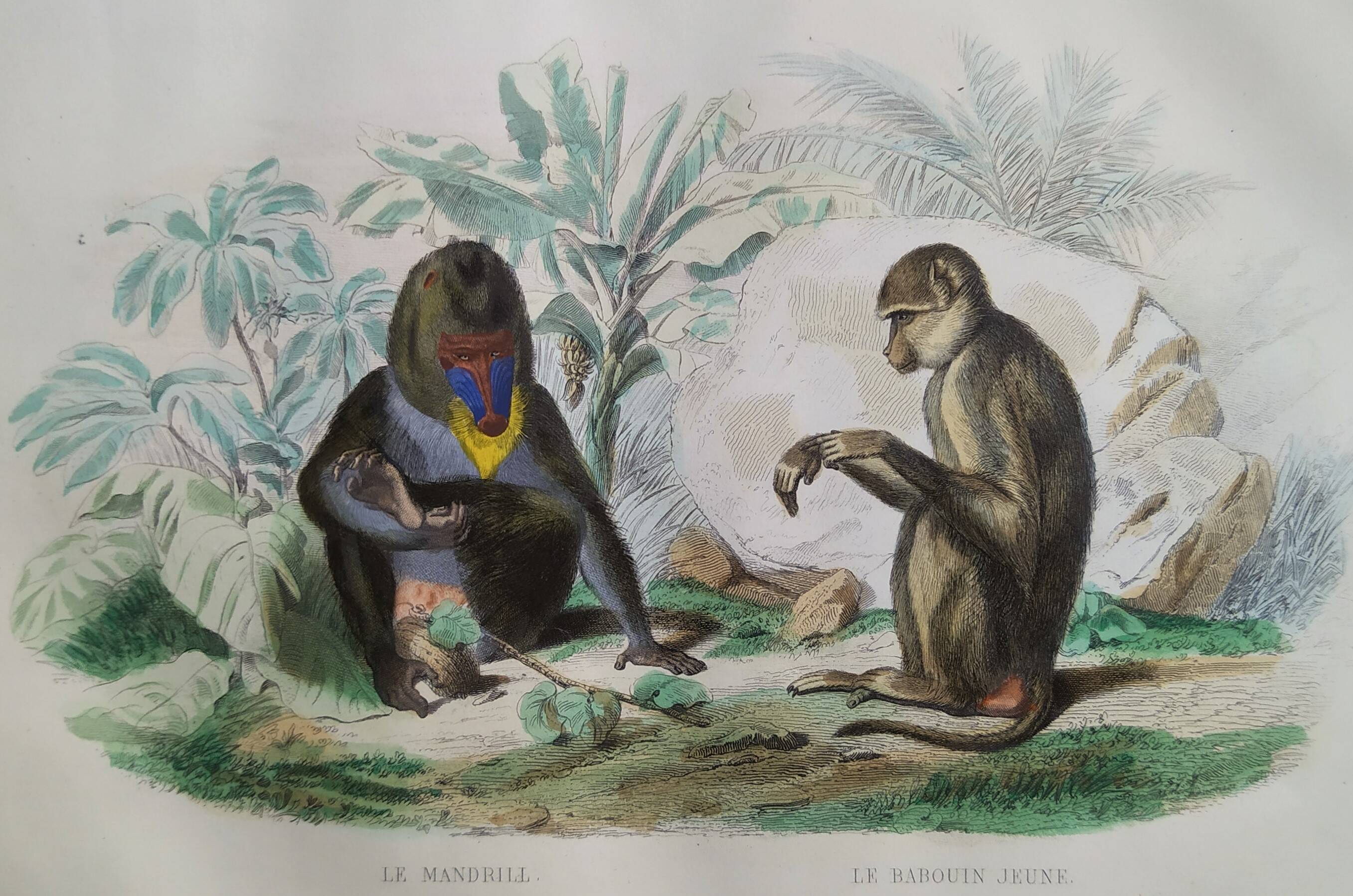 3 zoological engravings & flag of Germany