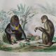 3 zoological engravings & flag of Germany