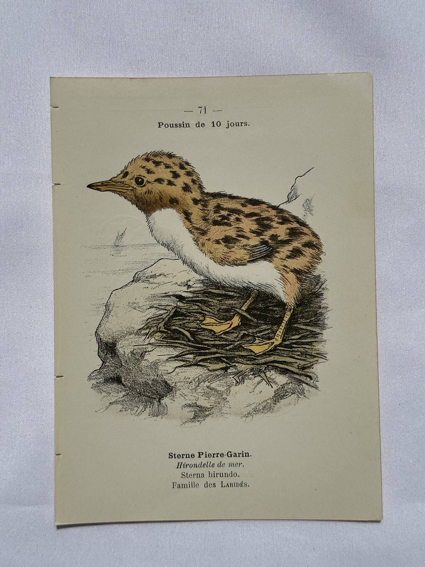 🐦 Botanical Plate Engraving of Birds Naturalist 19th Century Double-Sided A