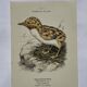 🐦 Botanical Plate Engraving of Birds Naturalist 19th Century Double-Sided A