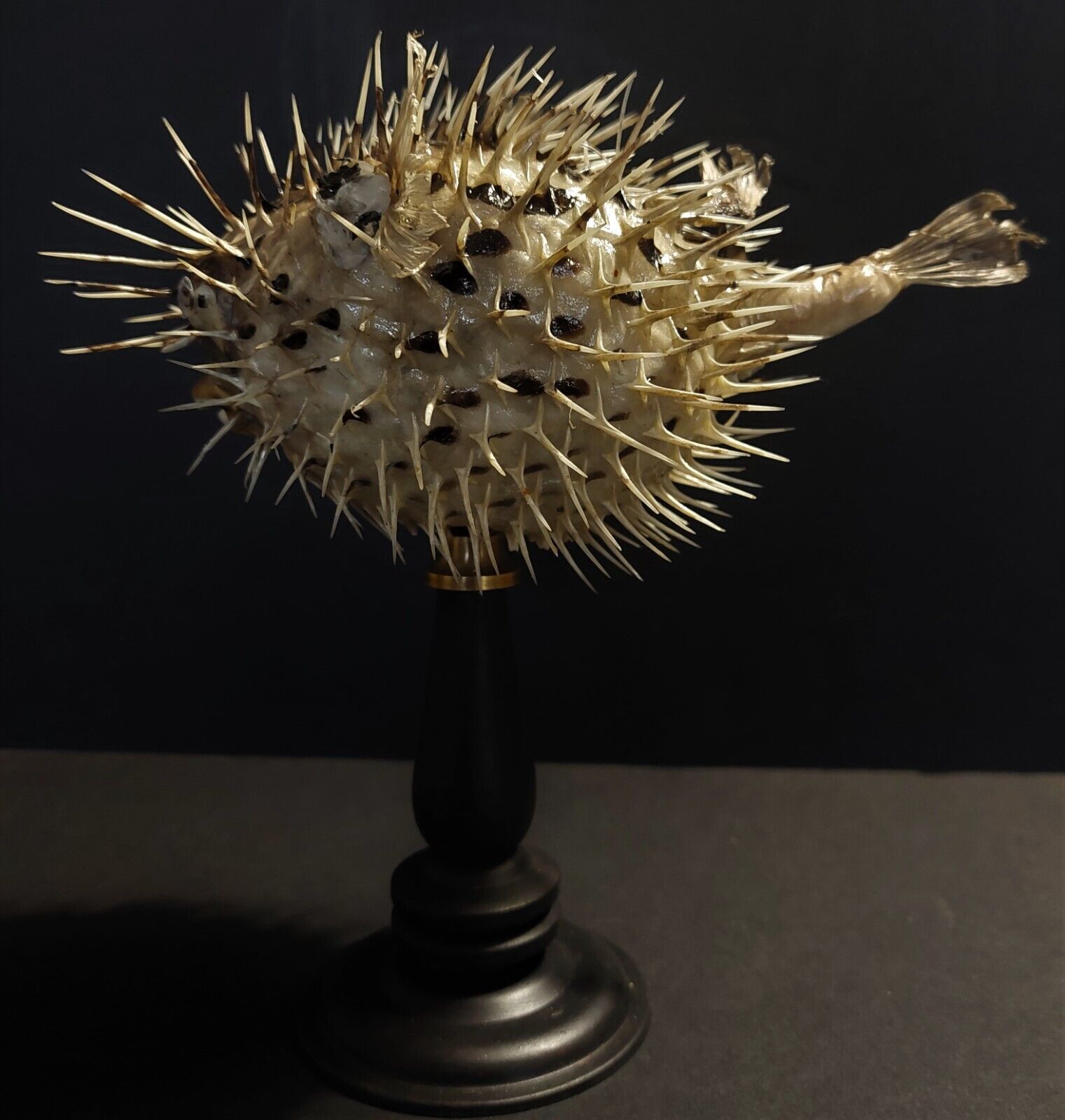 Cabinet of Curiosities naturalized fish diodon holocanthus on base