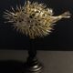 Cabinet of Curiosities naturalized fish diodon holocanthus on base