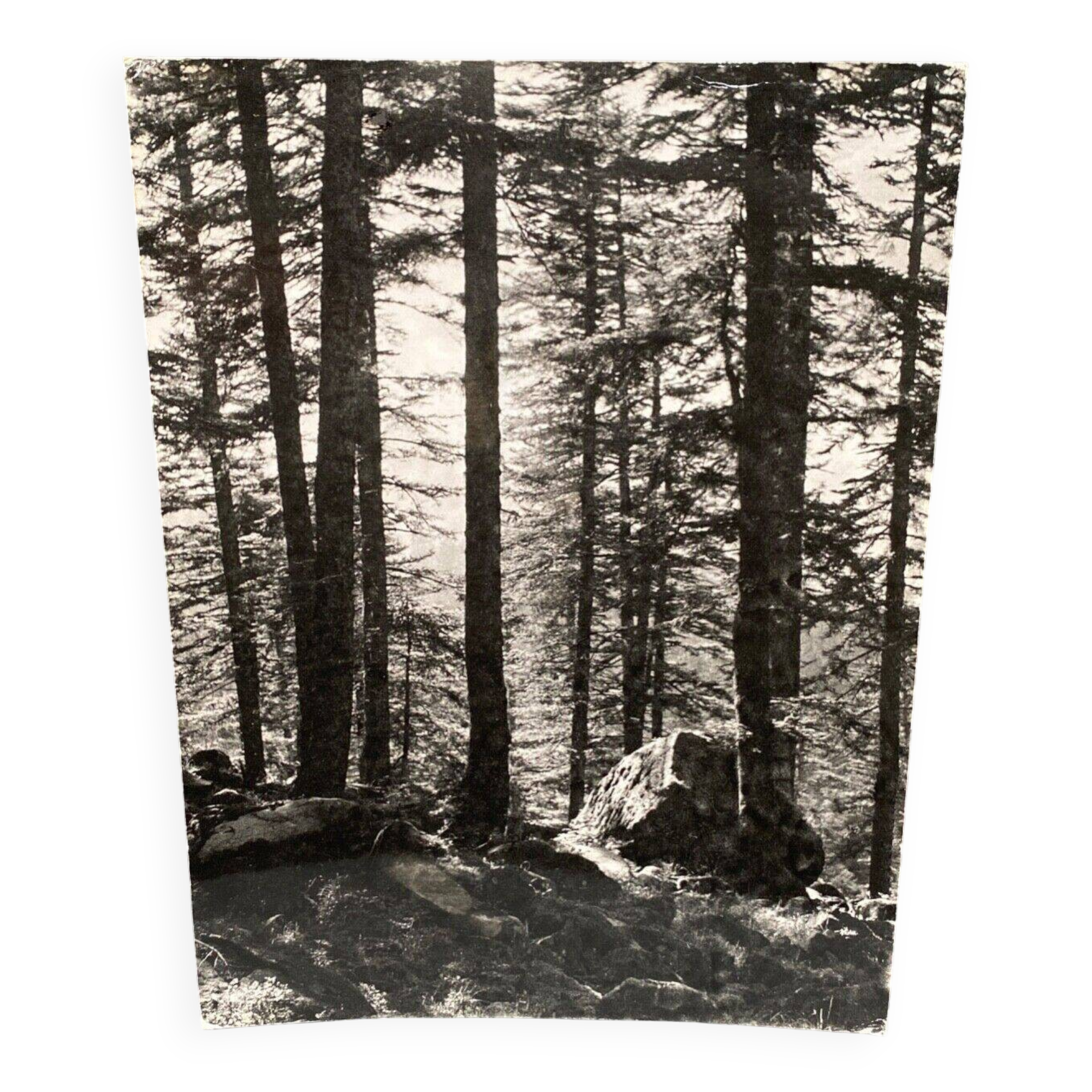 Silver gelatin photograph by Bernard Darot AFIAP. Sun in the Vosges Forest