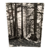 Silver gelatin photograph by Bernard Darot AFIAP. Sun in the Vosges Forest
