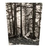 Photographie argentique Bernard Darot AFIAP Soleil dans Forêt Vosgienne
