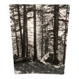 Silver gelatin photograph by Bernard Darot AFIAP. Sun in the Vosges Forest