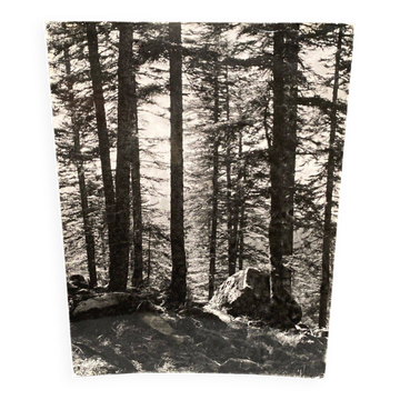 Photographie argentique Bernard Darot AFIAP Soleil dans Forêt Vosgienne