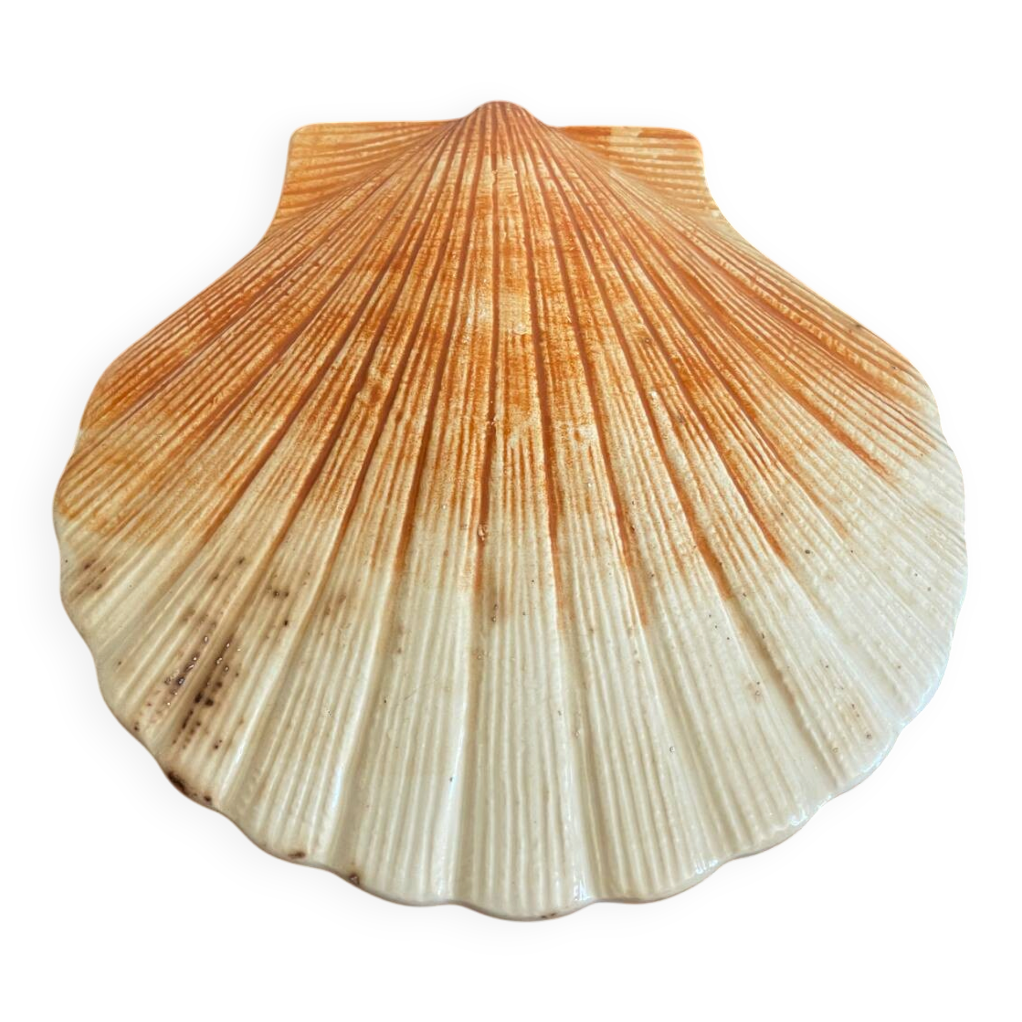 Ceramic scallop shell