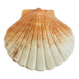 Ceramic scallop shell