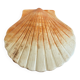 Ceramic scallop shell