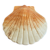 Ceramic scallop shell