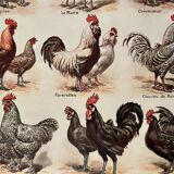Lithograph on chickens (XXXIV) - 1920