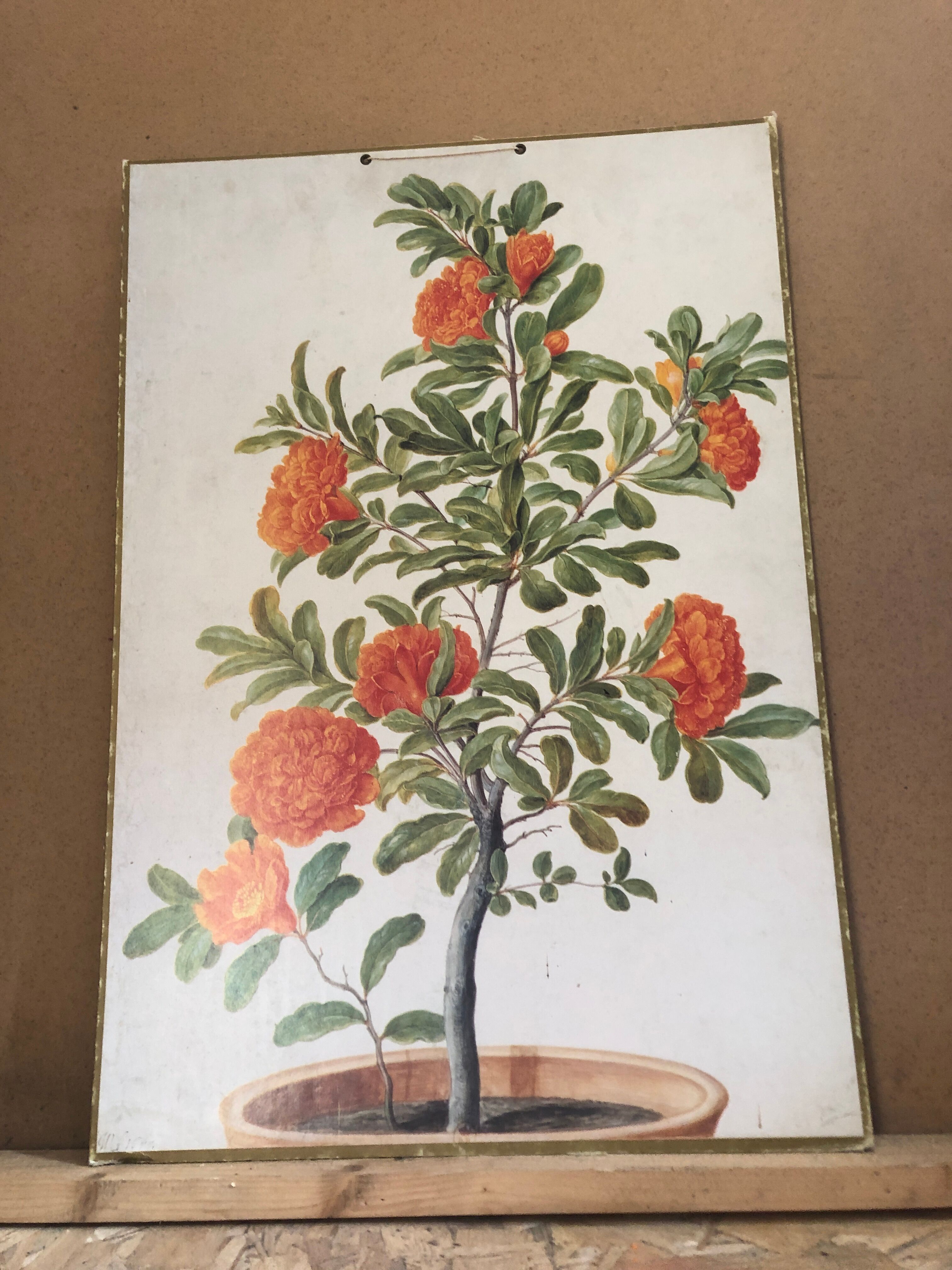 Old botanical board bernard carant paris vintage flowers