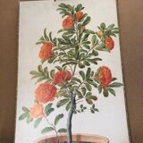 Old botanical board bernard carant paris vintage flowers