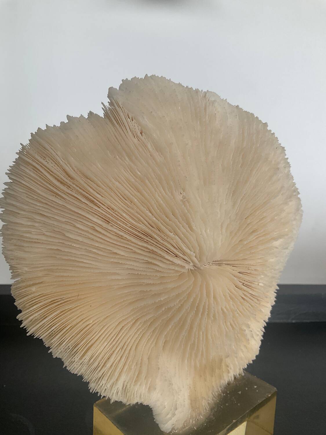 Vintage coral on plexiglass base