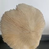 Vintage coral on plexiglass base