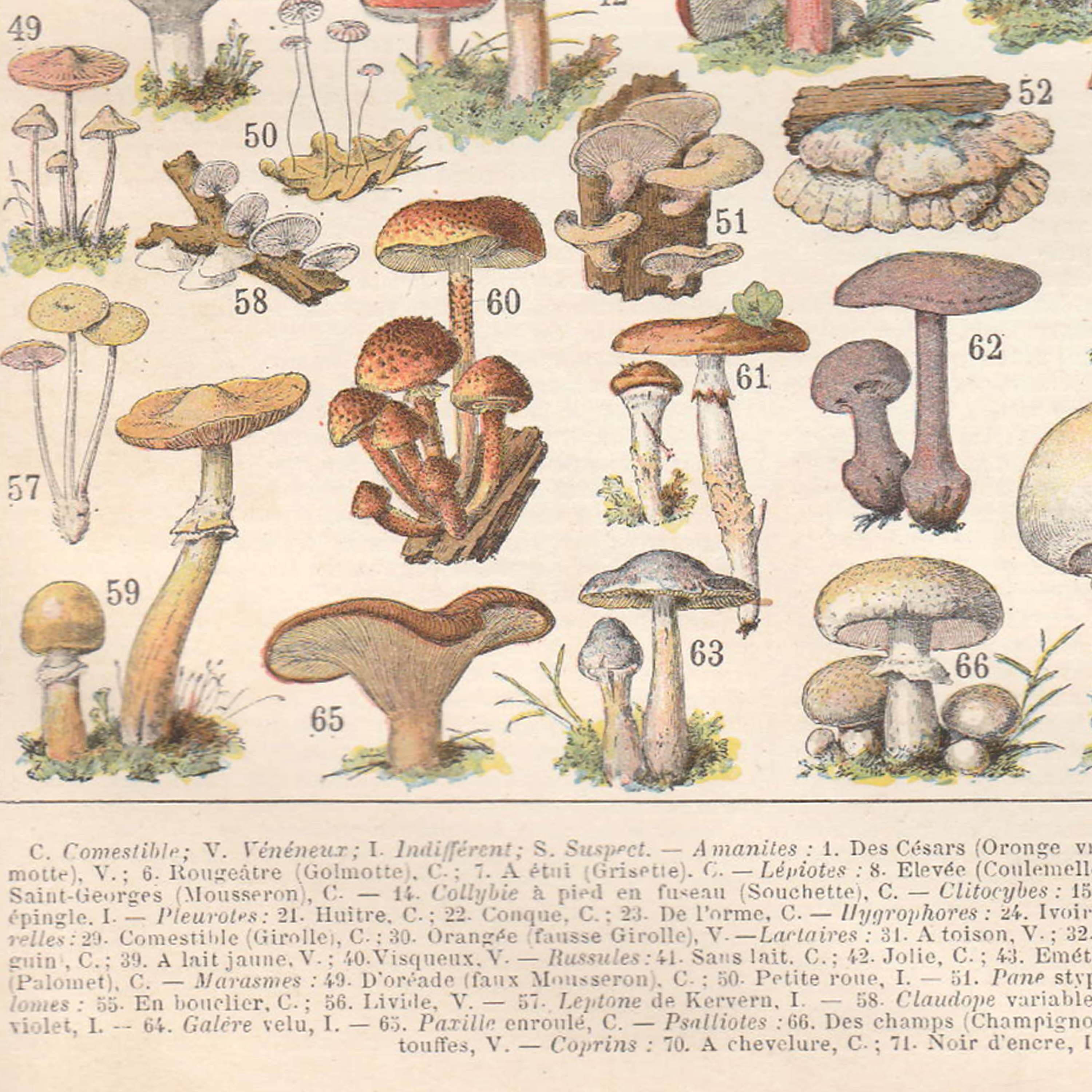 Lithograph plate of mushrooms 1900
