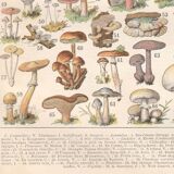 Lithograph plate of mushrooms 1900