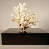 Coral on base